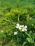 一株花