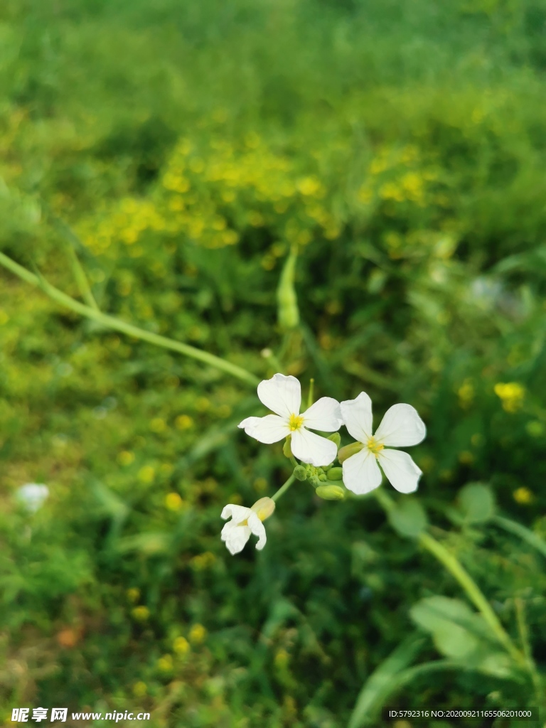 一株花