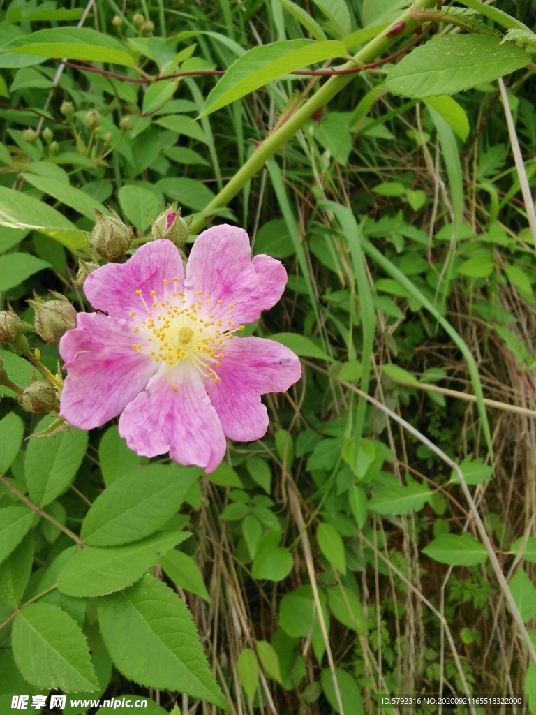 一株花