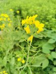 油菜花