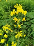 油菜花