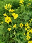 油菜花