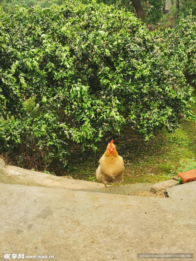 黄鸡