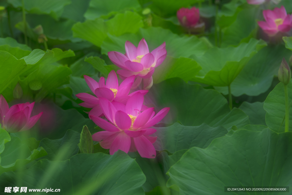 荷花