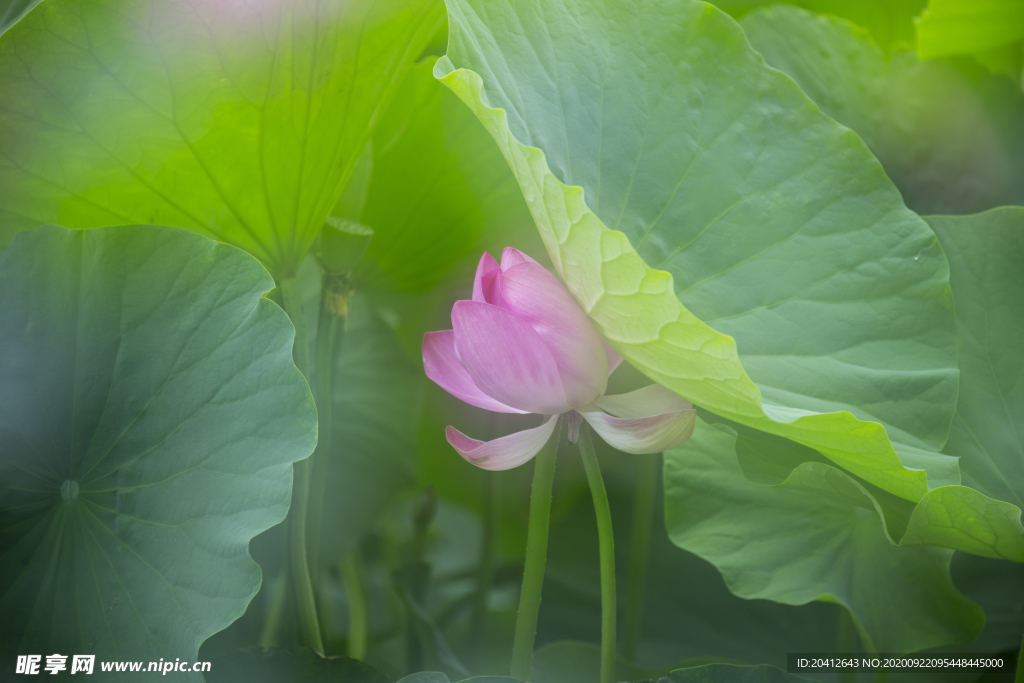 荷花