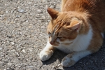 家猫