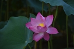 莲花