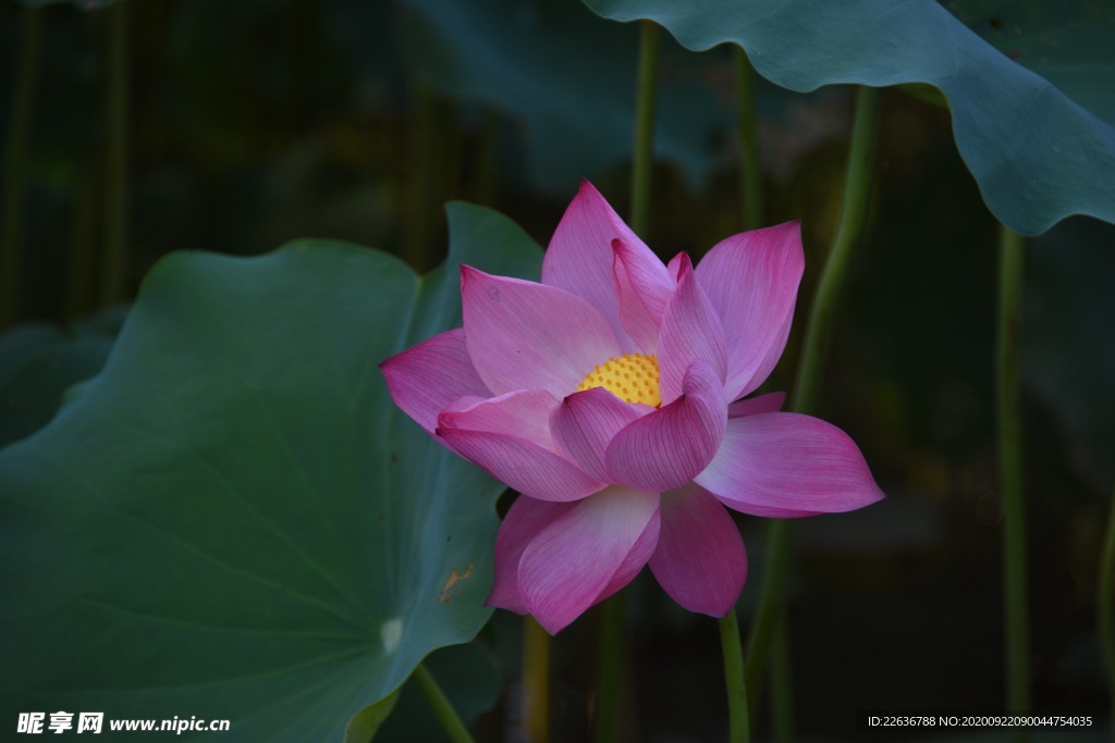 莲花