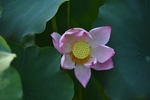 莲花