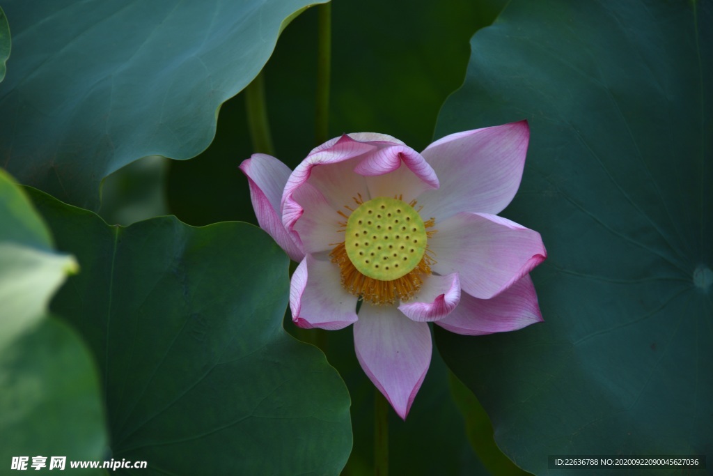 莲花