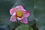 莲花