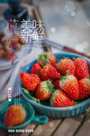 草莓海报