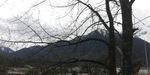 高山古树风景