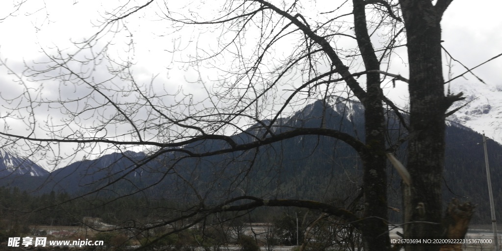 高山古树风景