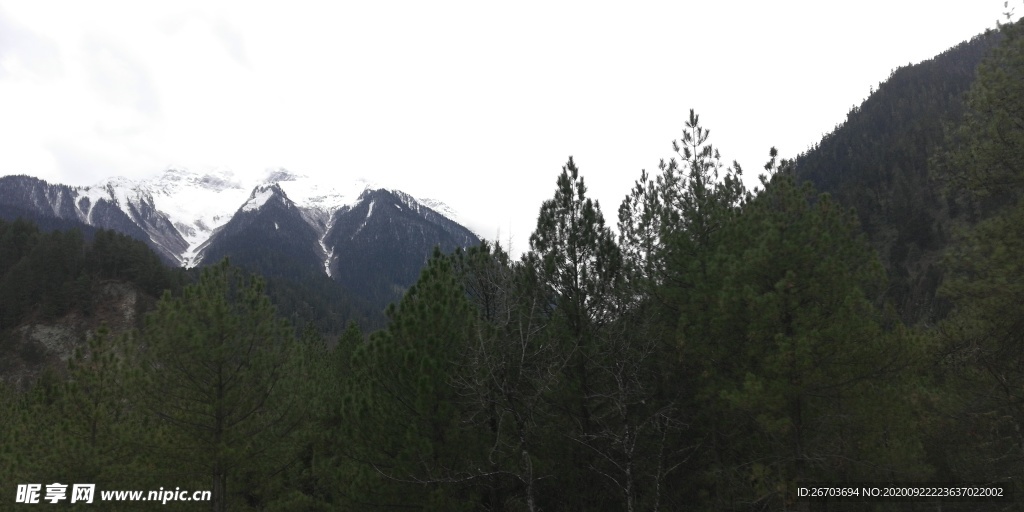 雪山雪松树林