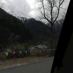 雪松公路树木风景