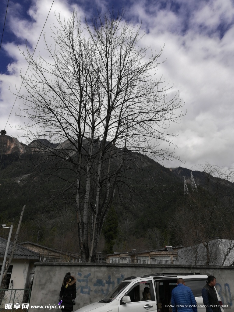 高山树木风景