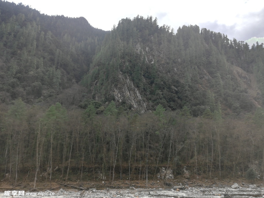 雪松森林风景