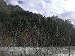 蓝天白云树木森林风景