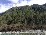 高山雪松小河风光