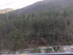 大山树林风景