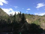 大山松树风光