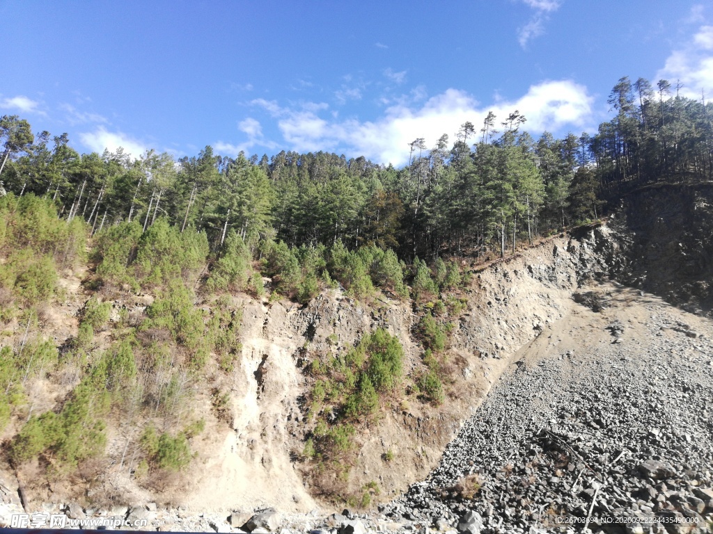 松树森林风景