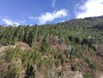 雪山森林风光