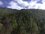 松树树林