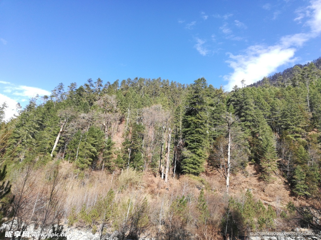 蓝天高山雪松树木风景