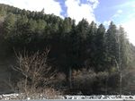 雪松风景
