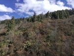 高山雪松森林