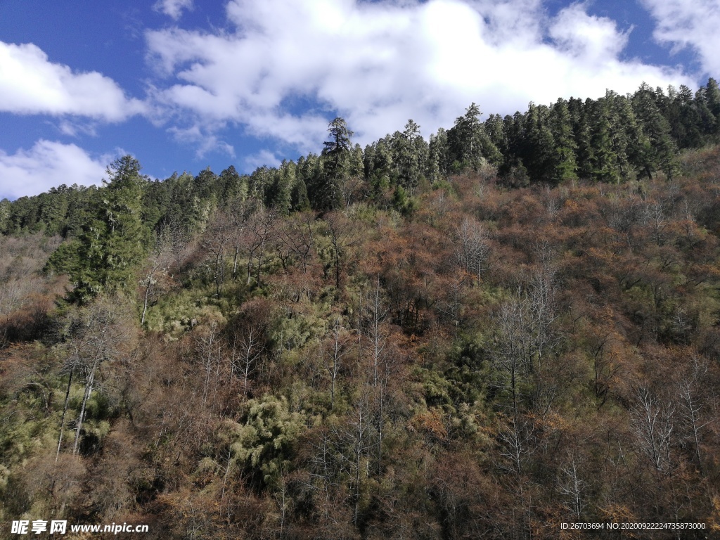 高山雪松森林