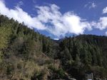 雪松森林风景