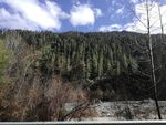 高山雪松树木风景