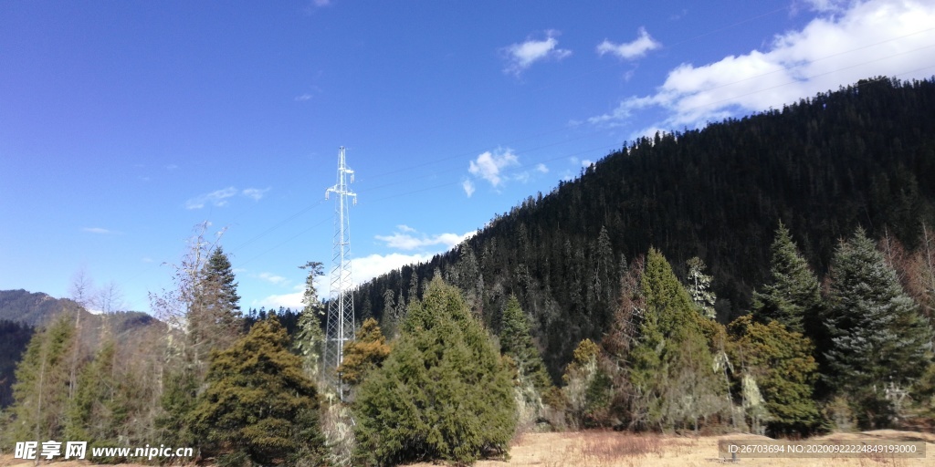 高山松树风景