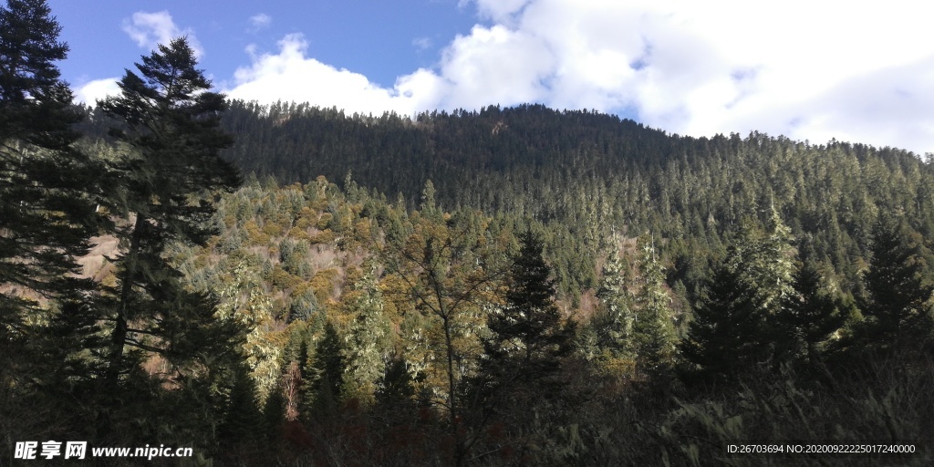 高山雪松风光