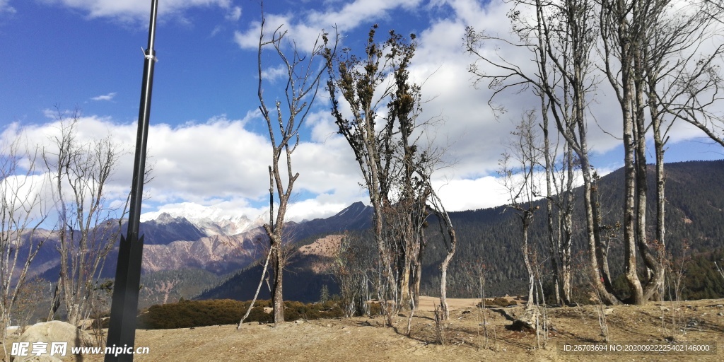 大山树木风景