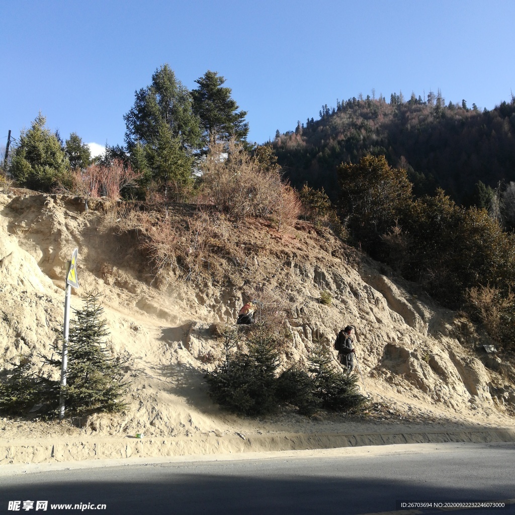 高山树木风景