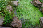 绿色池塘