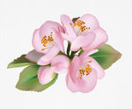 矢量桃花
