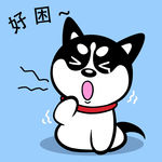 哈士奇