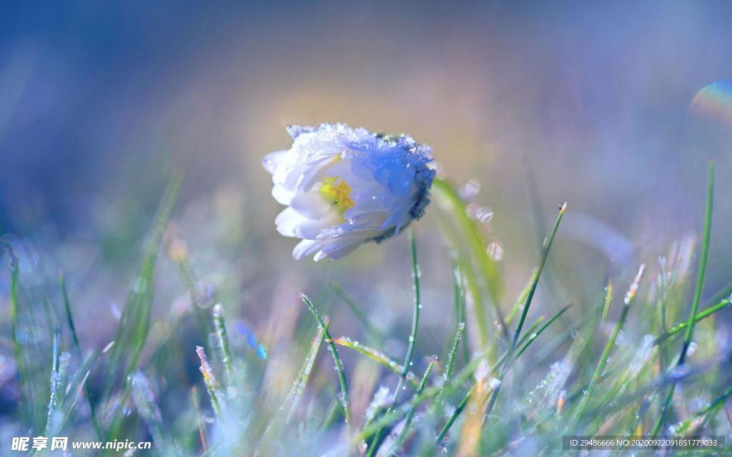 蓝色花