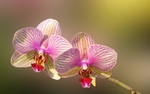兰花
