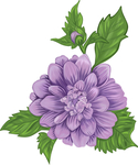 紫色大花