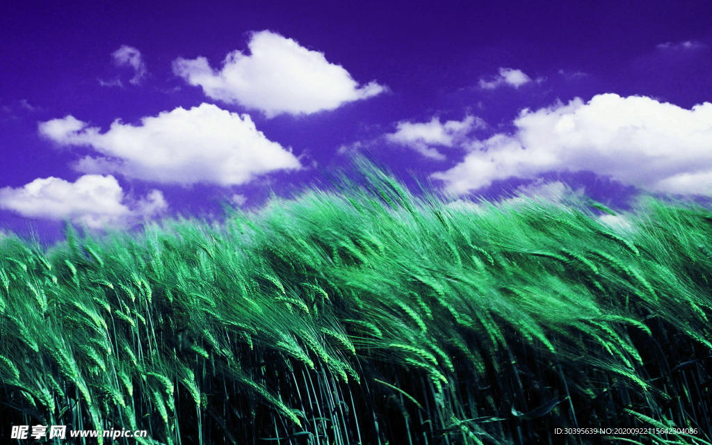 风景