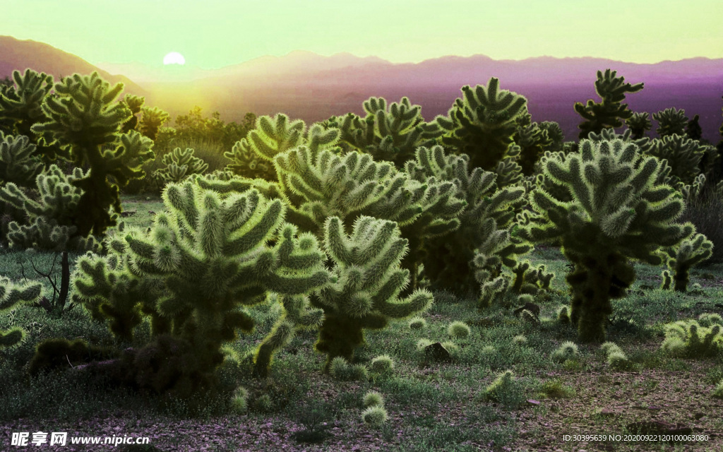 风景