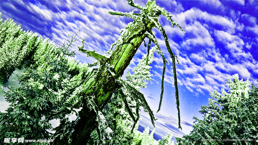 风景