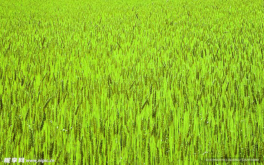 风景