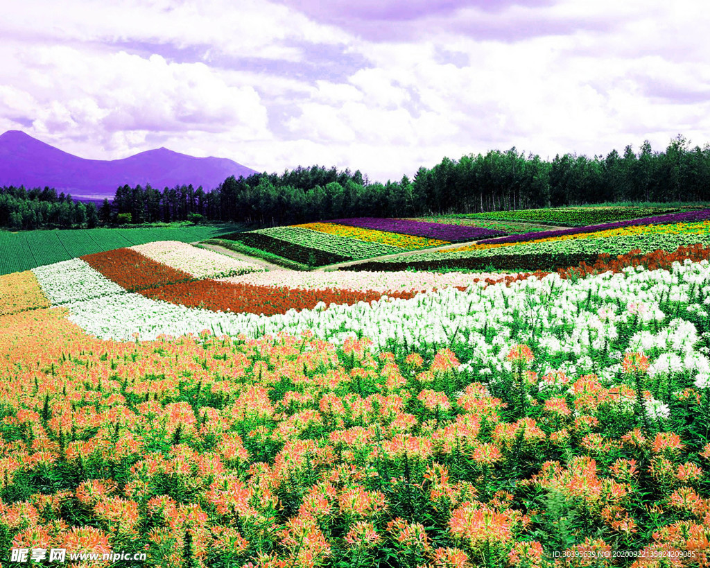 风景
